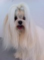 /album/fotos-zoe-s-city-dog/phon-2012-046-jpg1/